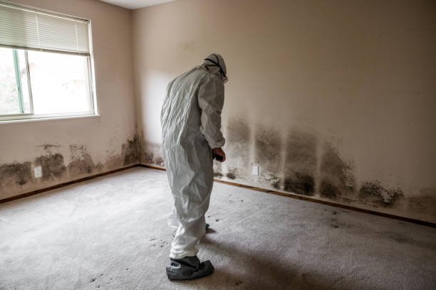 Romeo, MI Mold Removal Company